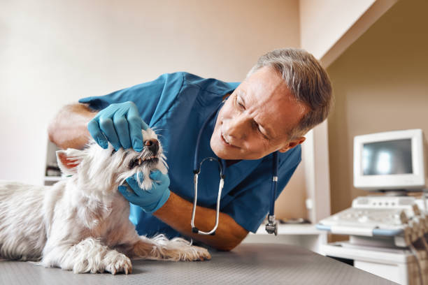 Best Emergency Dental Extractions in Indian Lake, TX